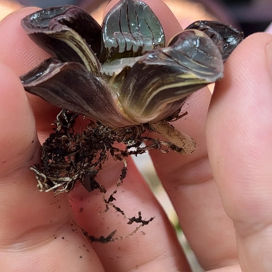 080红红火火恍恍惚惚