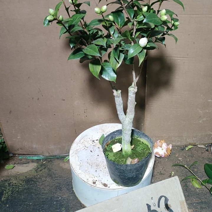 45朱露之舞，原盆原土发货，不包邮