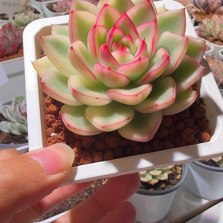 阿斯那锦多肉植物