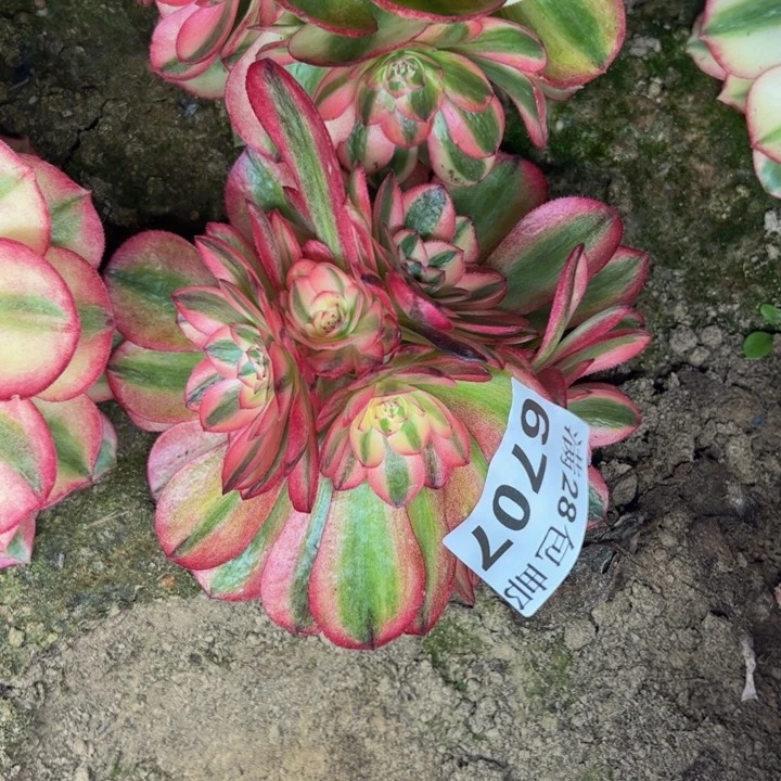 6707南倾城多肉植物