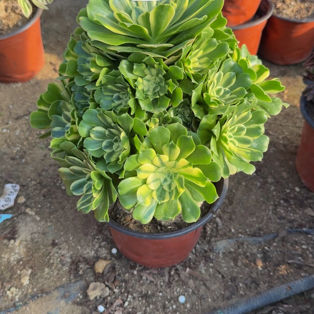 472新尼亚。多肉植物