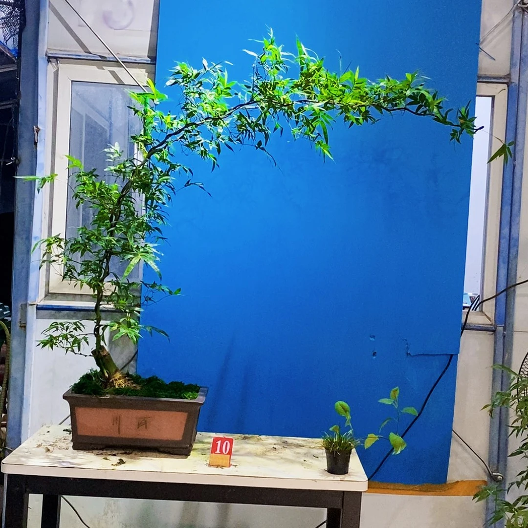 风***浪无花朵小叶簕竹一物一拍