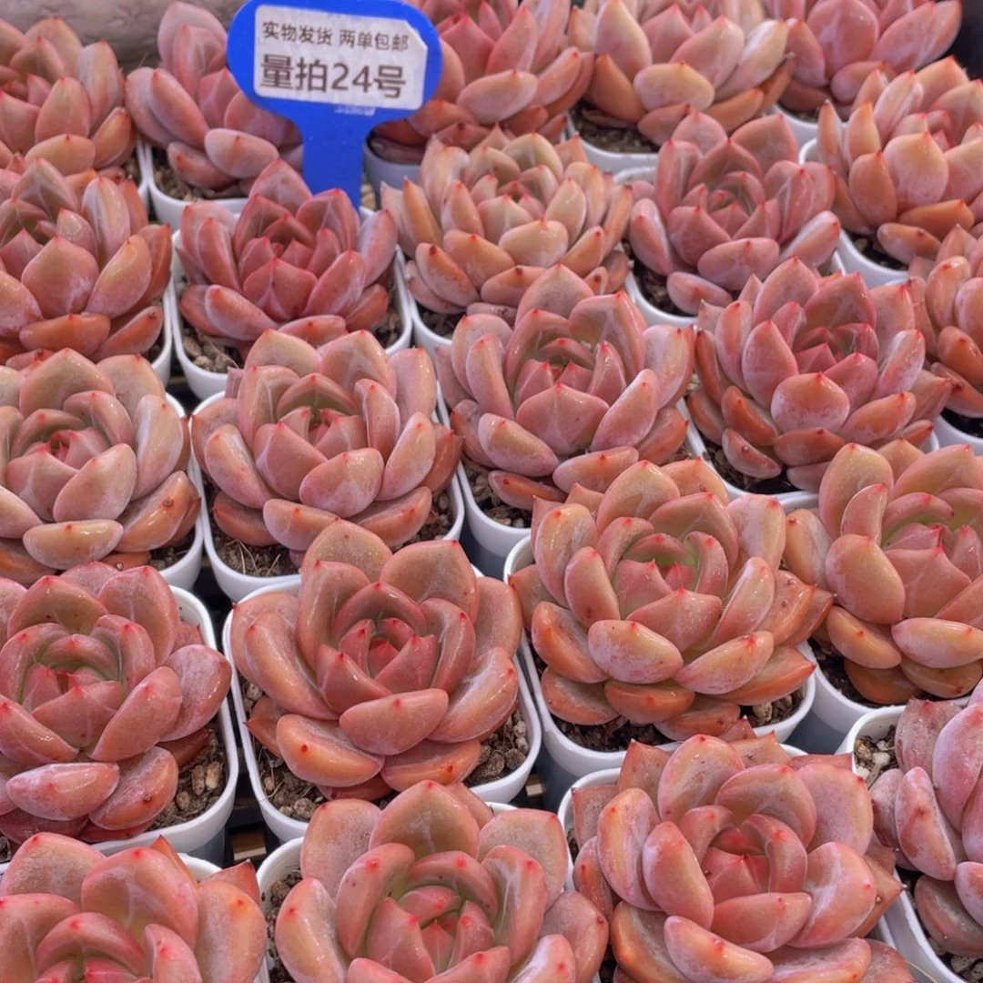 量拍24号 丸叶QQ橙单头一个