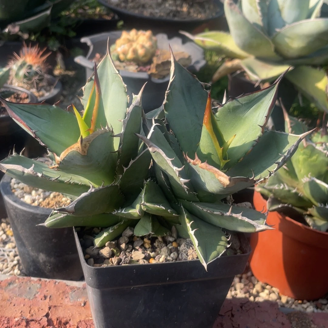 无花朵小岛龙舌兰