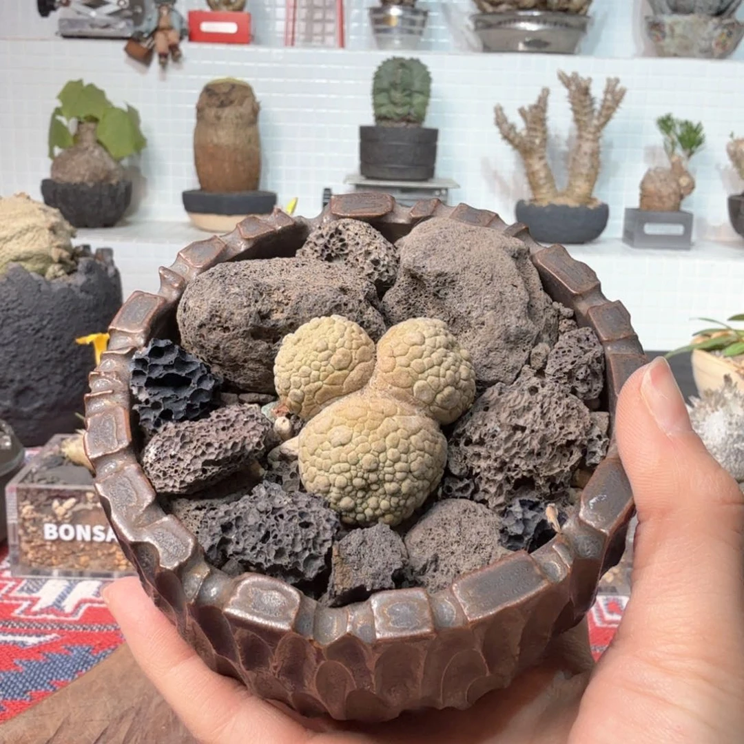 米奇老鼠凝蹄玉 一物一拍