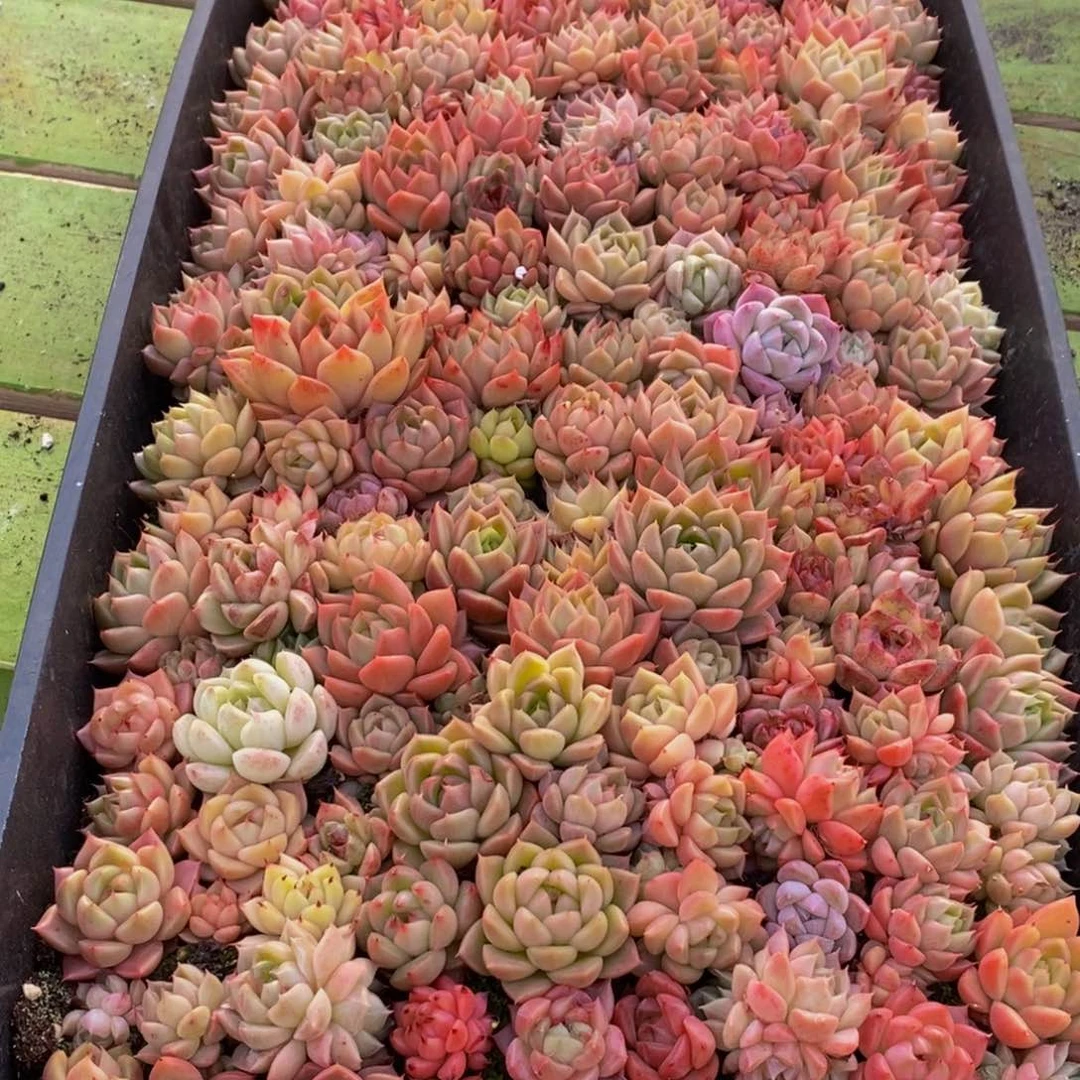 102多肉植物保护研究所所长