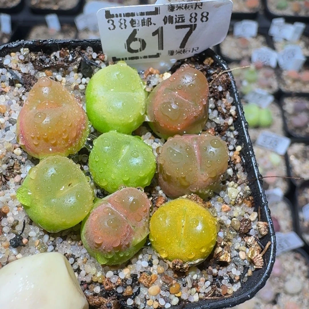 zzzzz精品生石花617