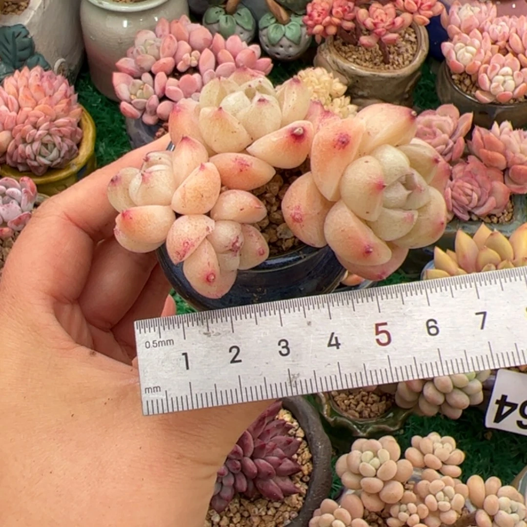 s****。706 多肉植物组合盆栽