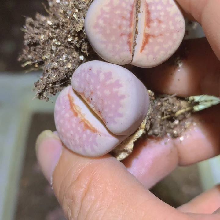 59666666656659666566566