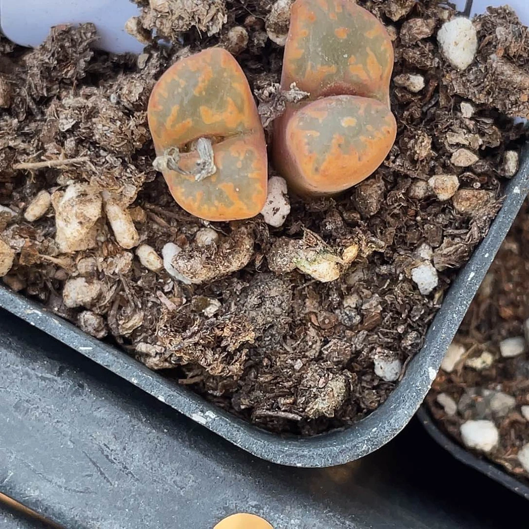 爱***桃7-72肉锥多肉植物