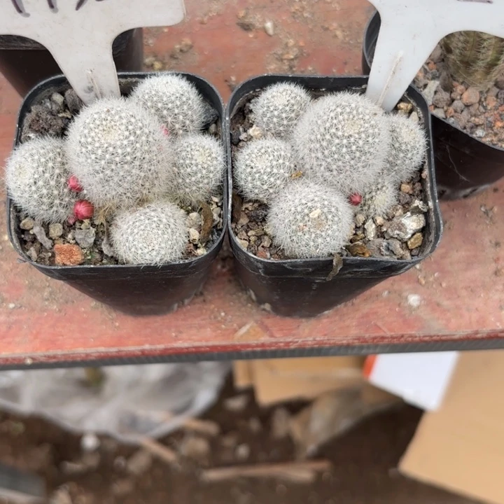 完全开放吟*9932 1132庆典皮实好养