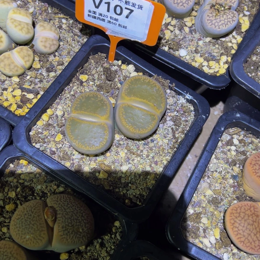 107 一物一拍，默认有伤，介意勿拍，不退不换