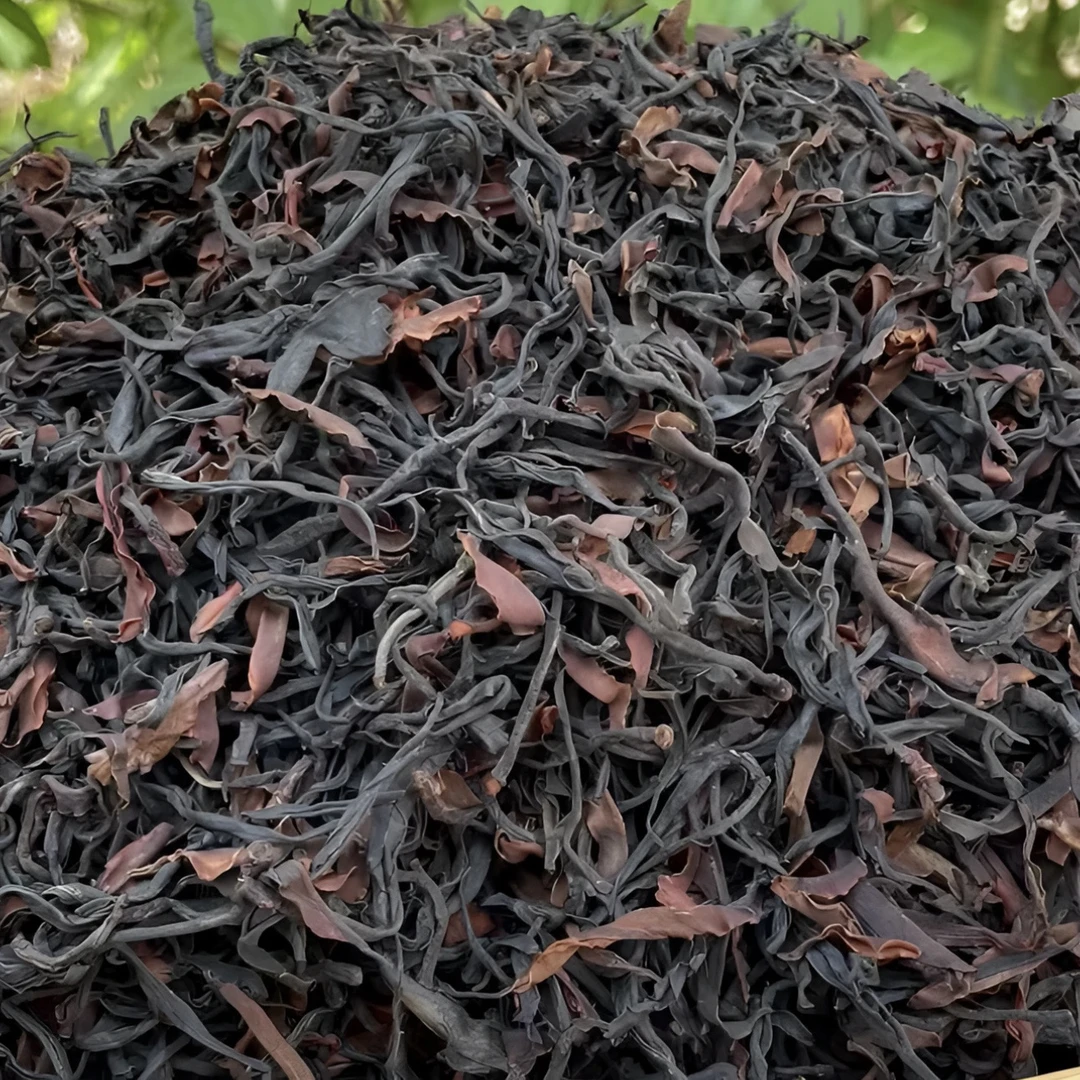 云南野生古树《单株野生红》