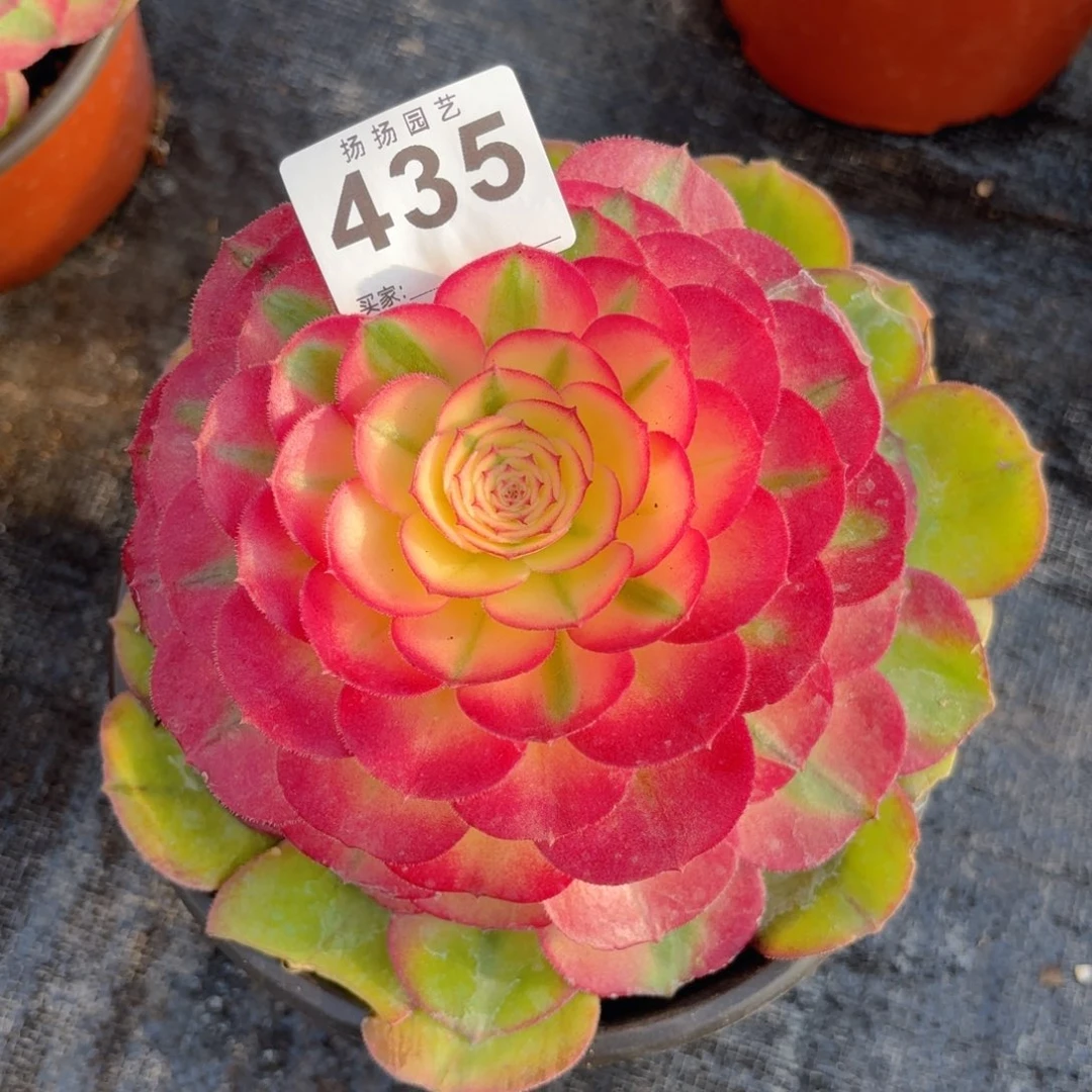 123  435多肉法师