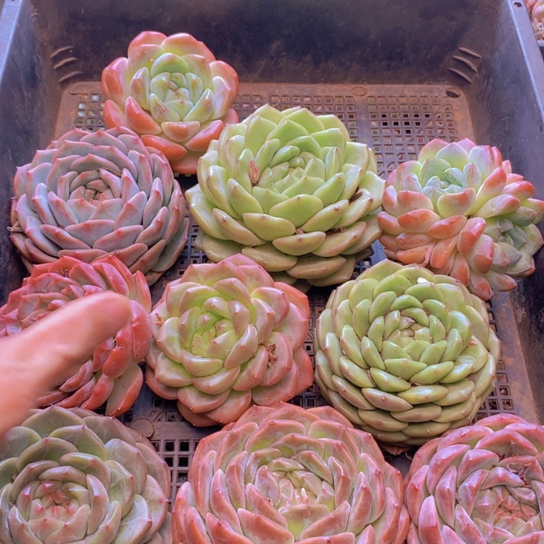 保底10颗。  02。 大大的