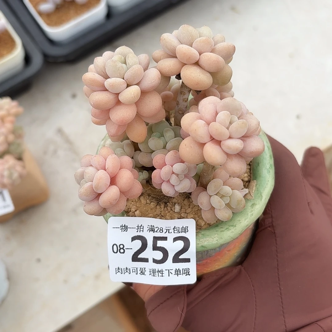 洛可可多肉无盆土发货无盆