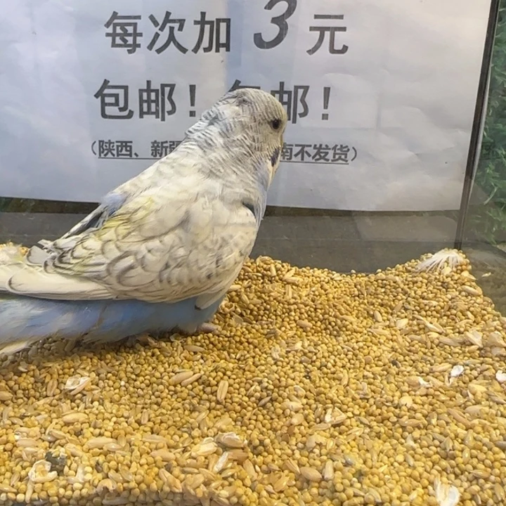 虎皮鹦鹉大头虎皮鹦鹉