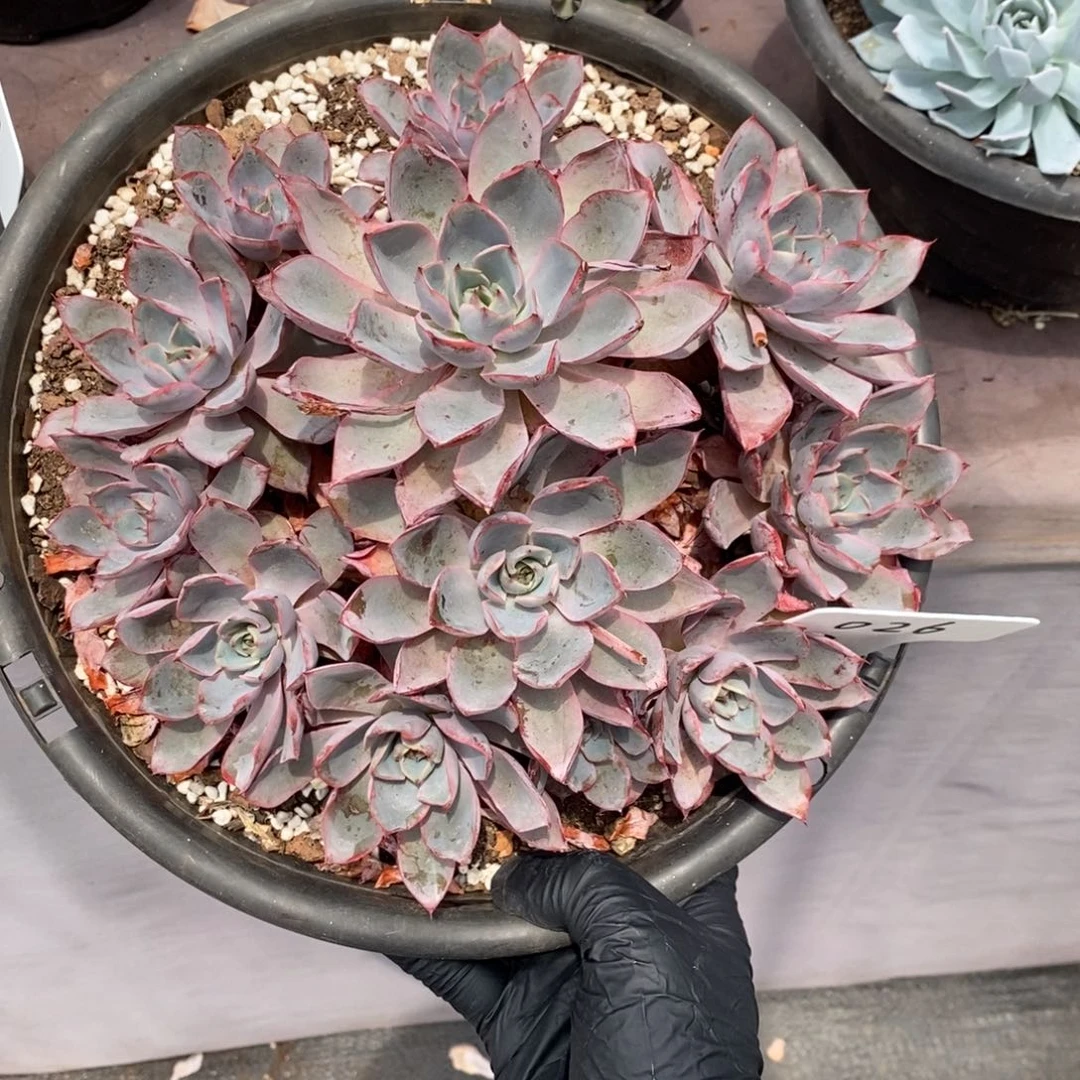 夏悦多肉0730-26赫拉