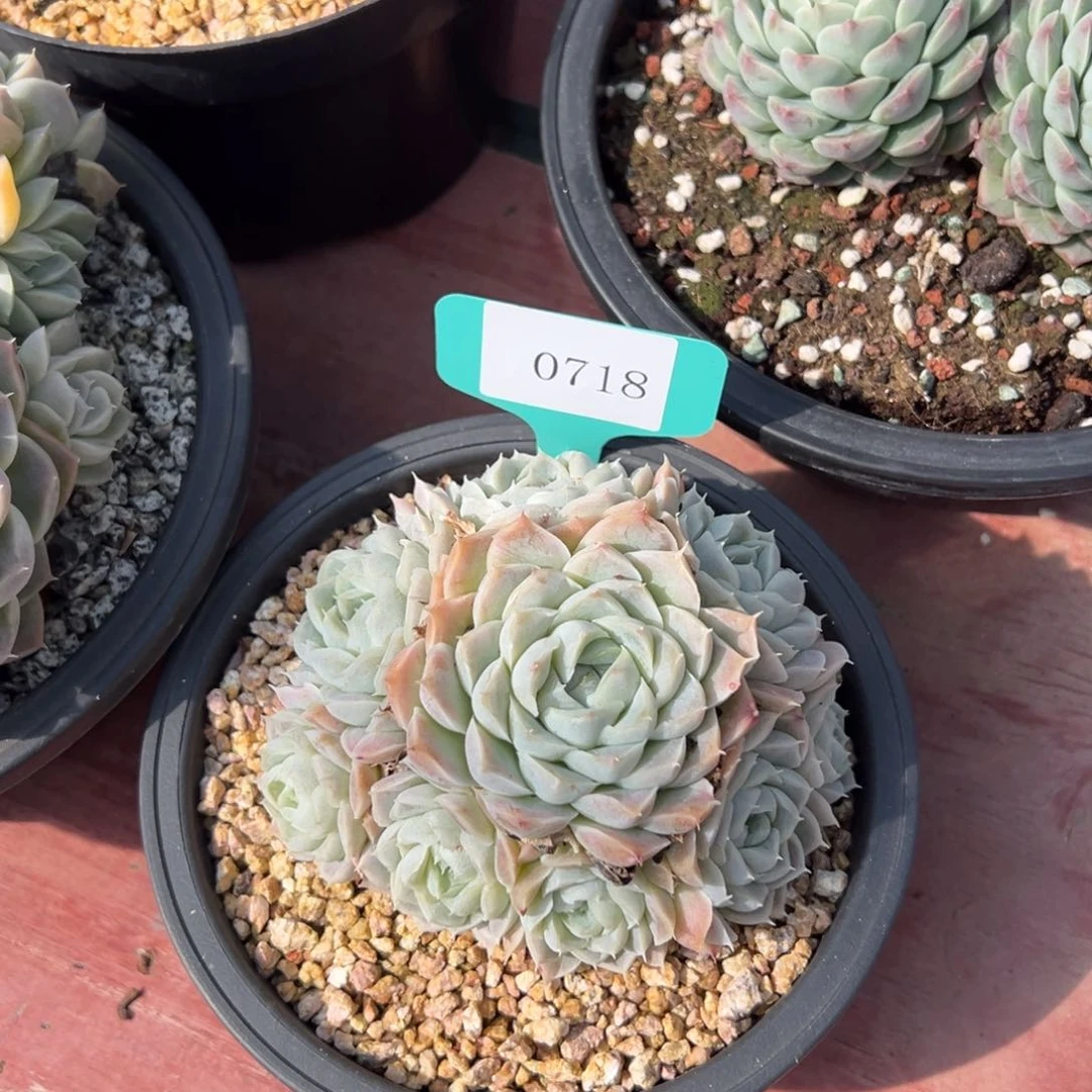 超**爸0718多肉多多多多多