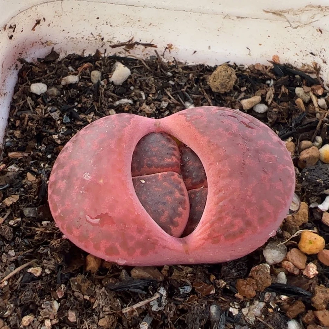 074多肉植物百科