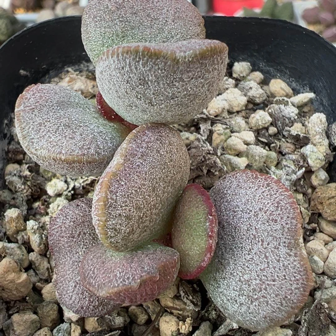 粉红芭比磨砂蛋多头纯木质桩多肉植物