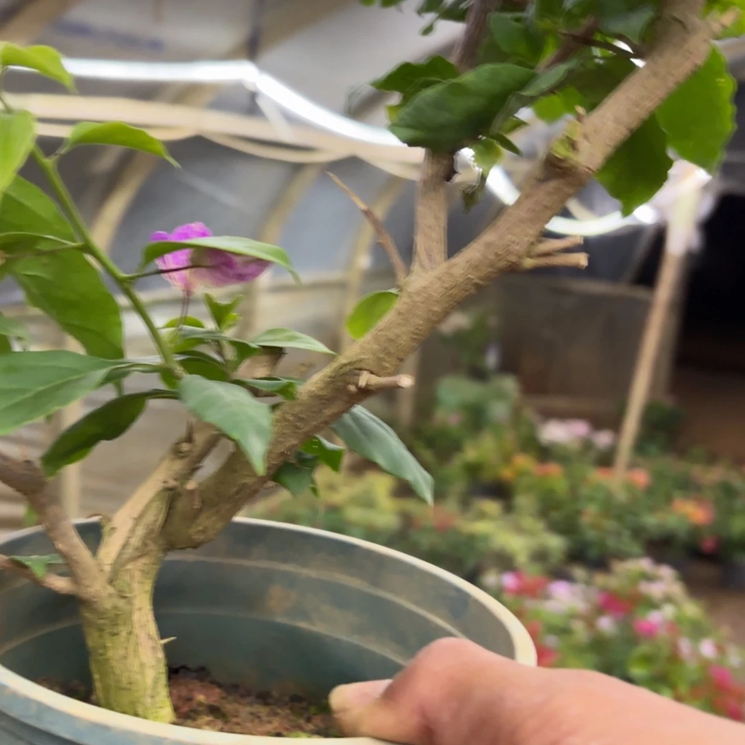 有***事完全开放（紫九月）三角梅会落花落叶会光杆苗有大有小