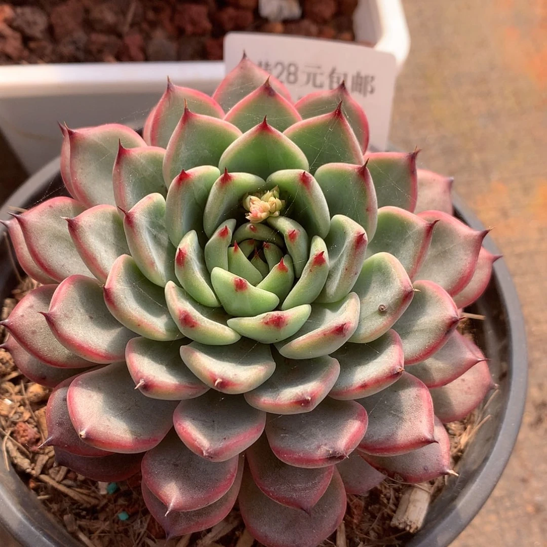 【闪购商品】云127号星空珍妮8厘米