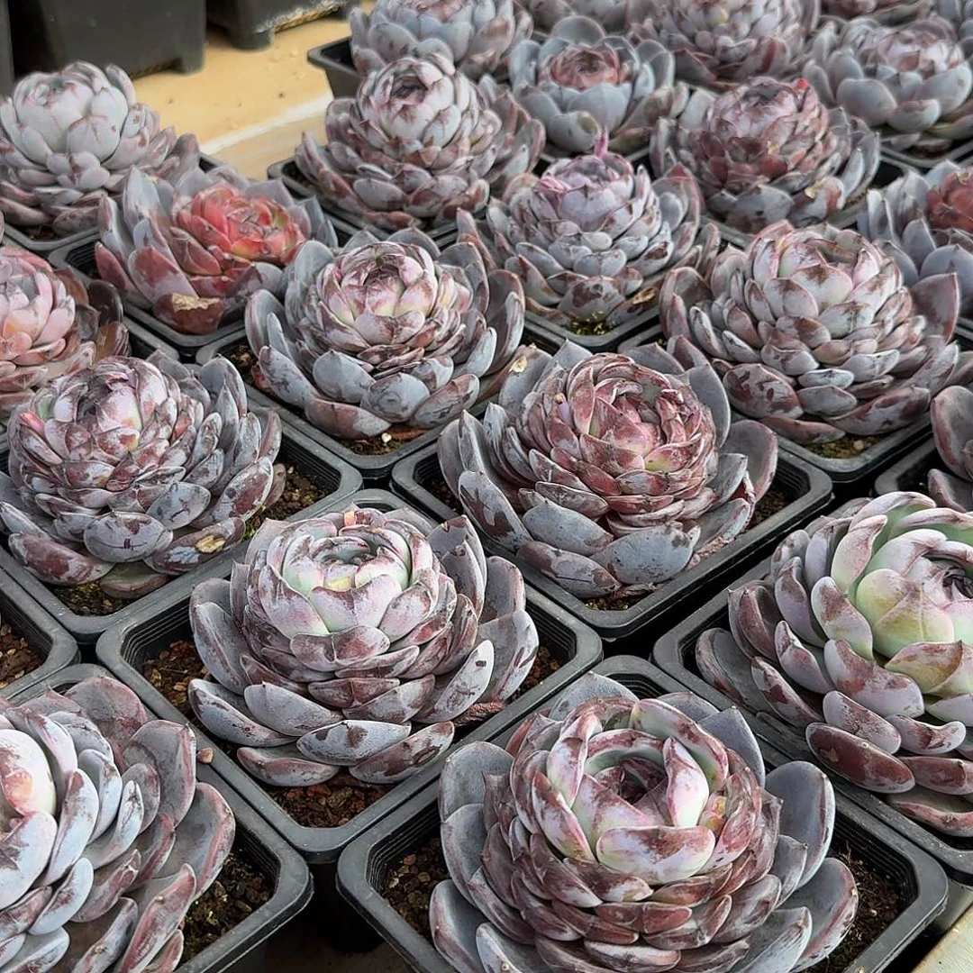 黑橙大单头15公分