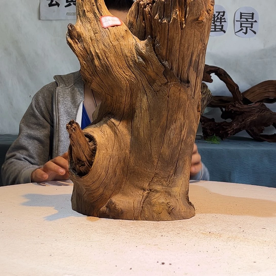 沉木造景爬宠造景