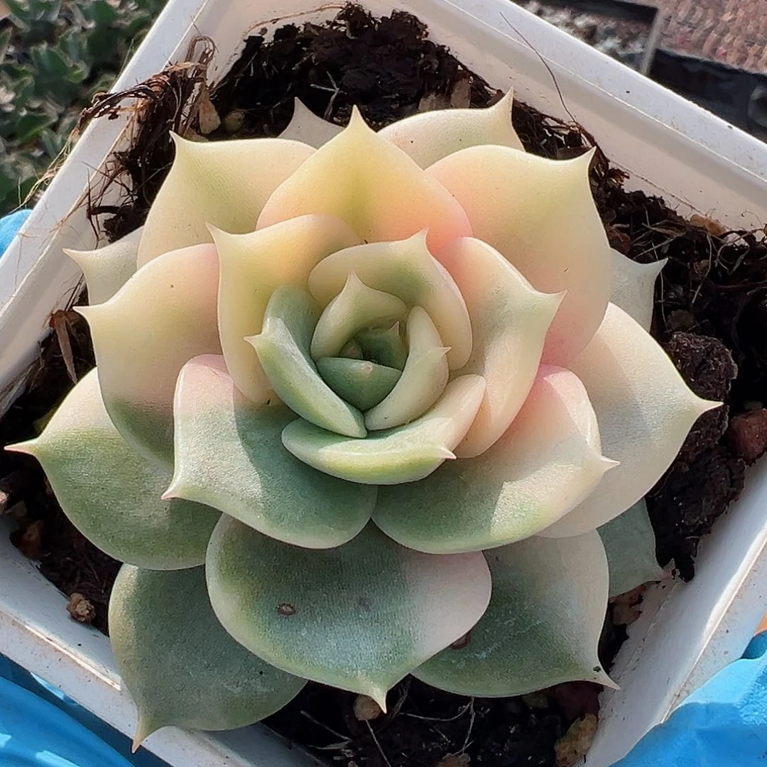 贝加尔湖锦，多肉植物