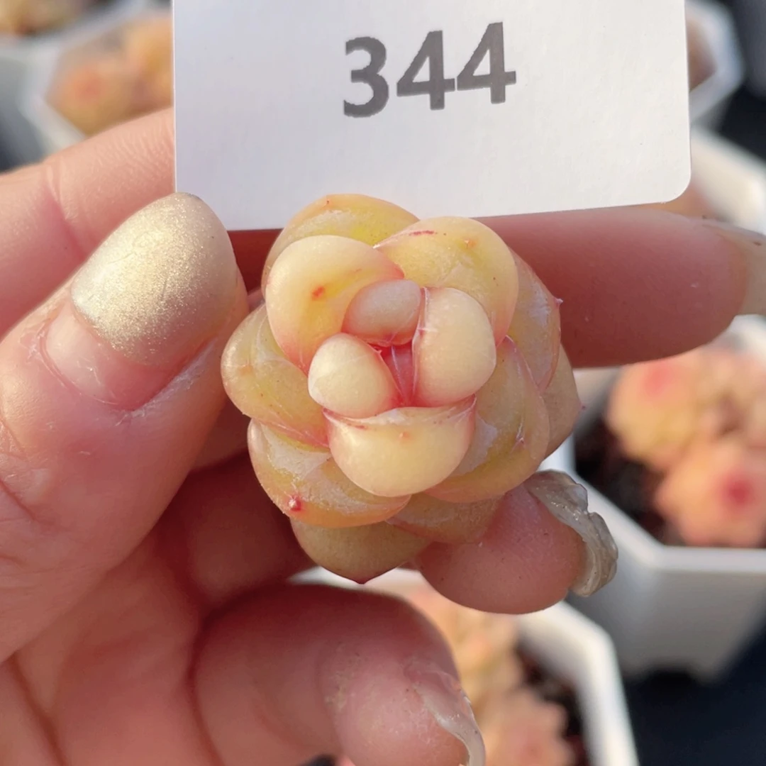 小*孙344号糖心冰心珍妮