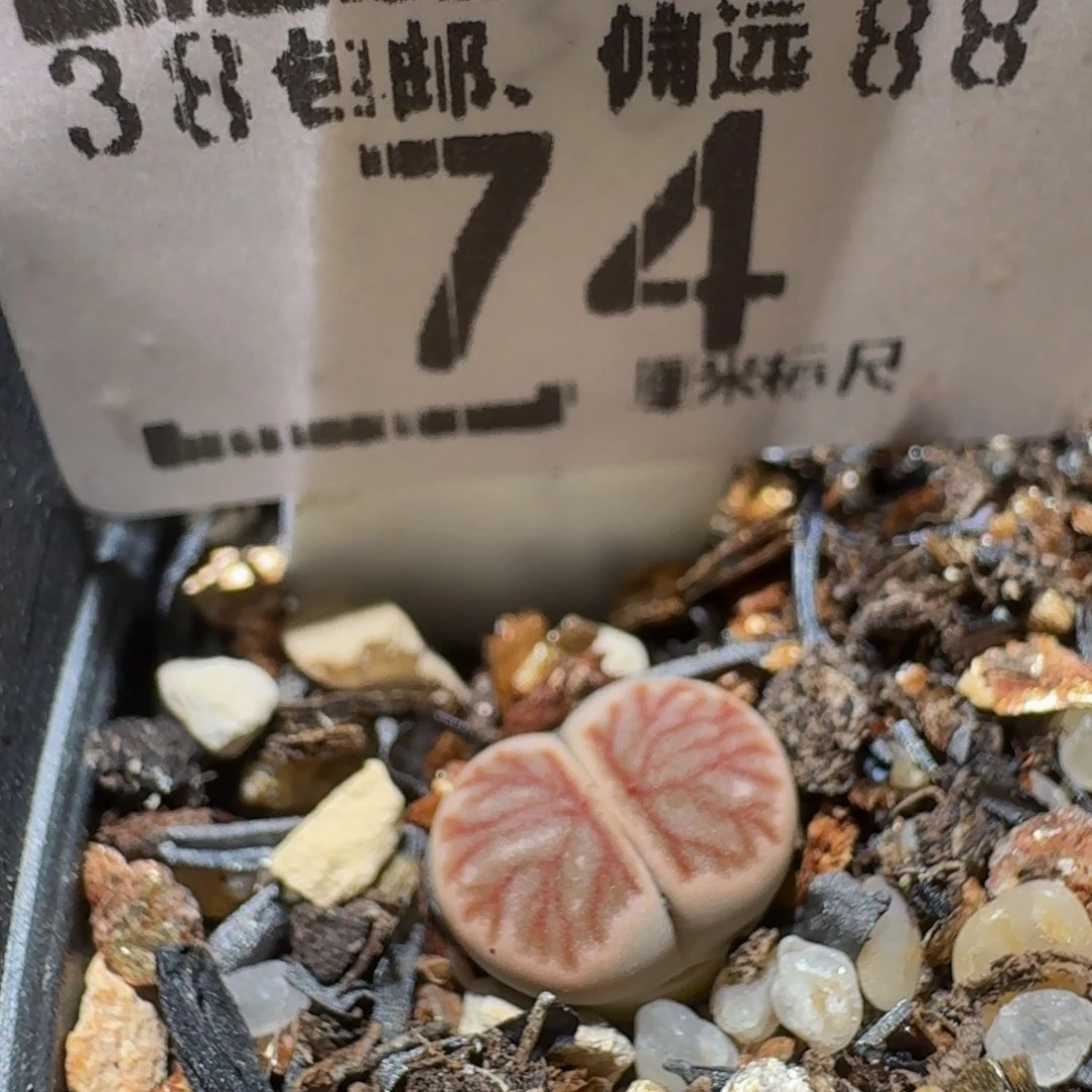 Sssss精品生石花74