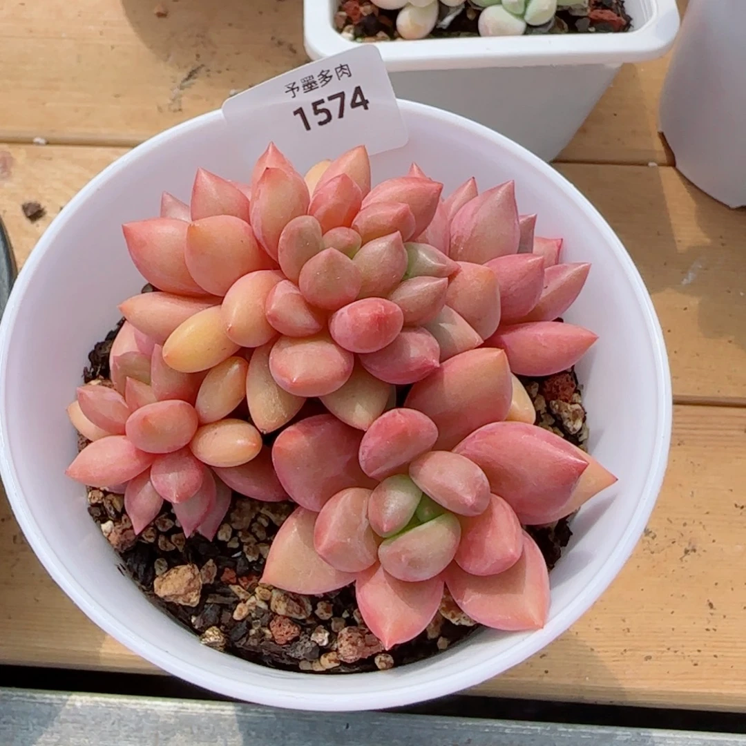 桃花源小树，1574多肉植物