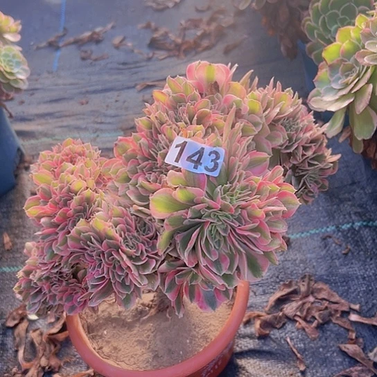 *****多肉植物一个女巫追