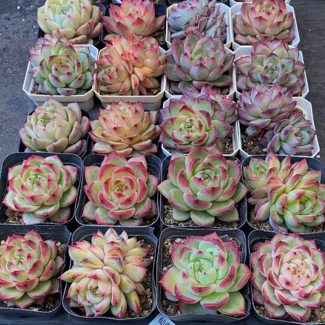 Y***妍355的人和我一起看电影