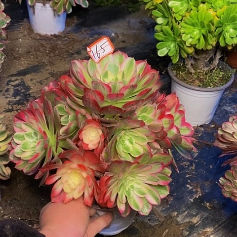 倾城变异老桩捧花165链接