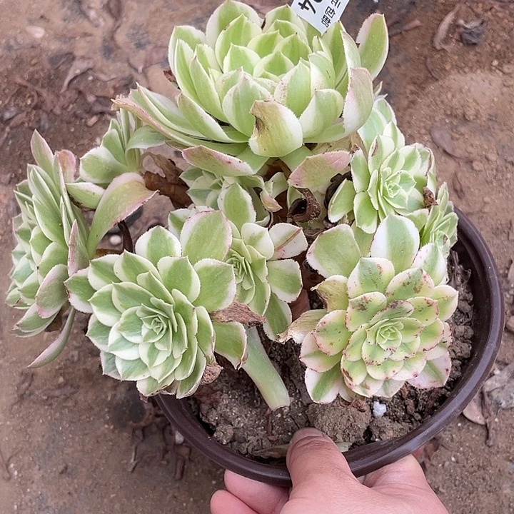 494海王多肉植物福利