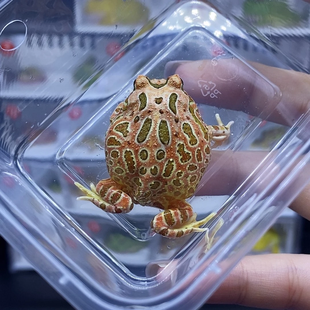 角蛙无眼纹钟角钟角
