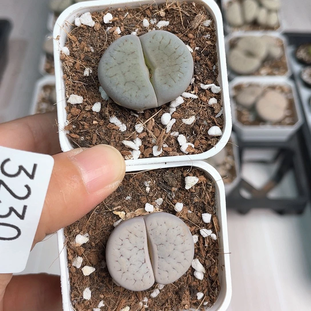 3230大棚清仓甩卖了