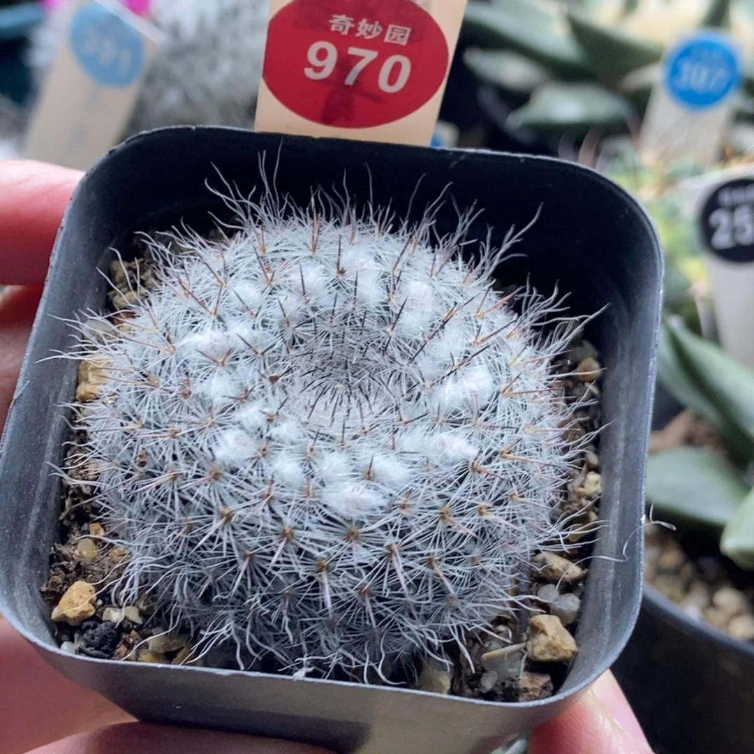 实生雪顶银河4.5cm