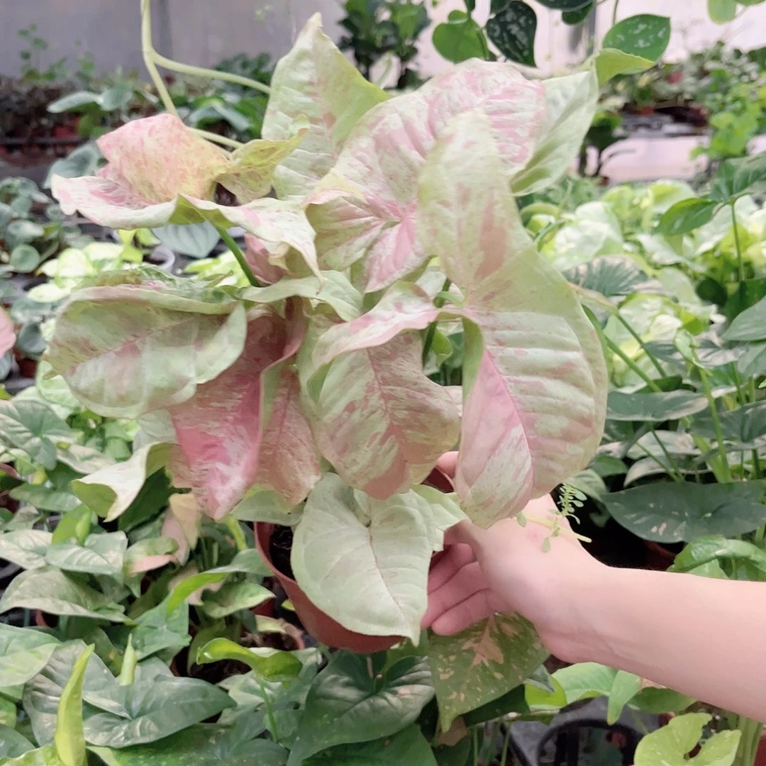 完全开放769牛奶合果芋
