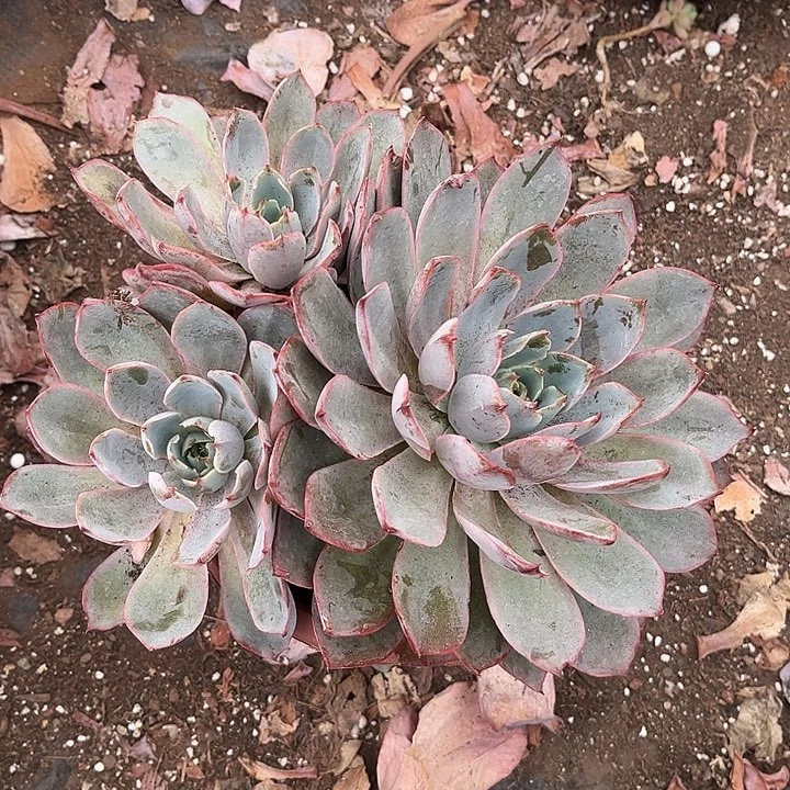 吃***叔赫拉无砍9.99多肉植物