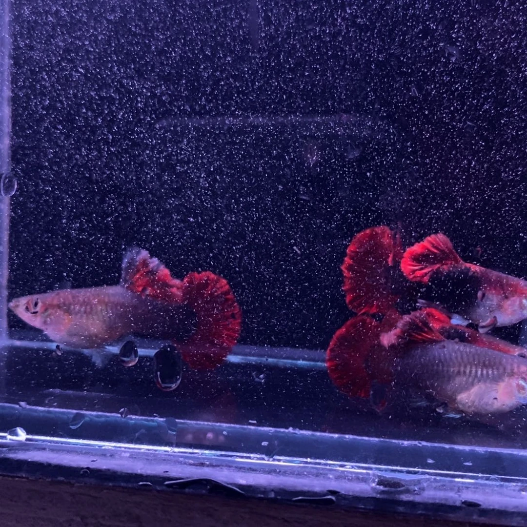 孔雀鱼顶级菊花帆两对