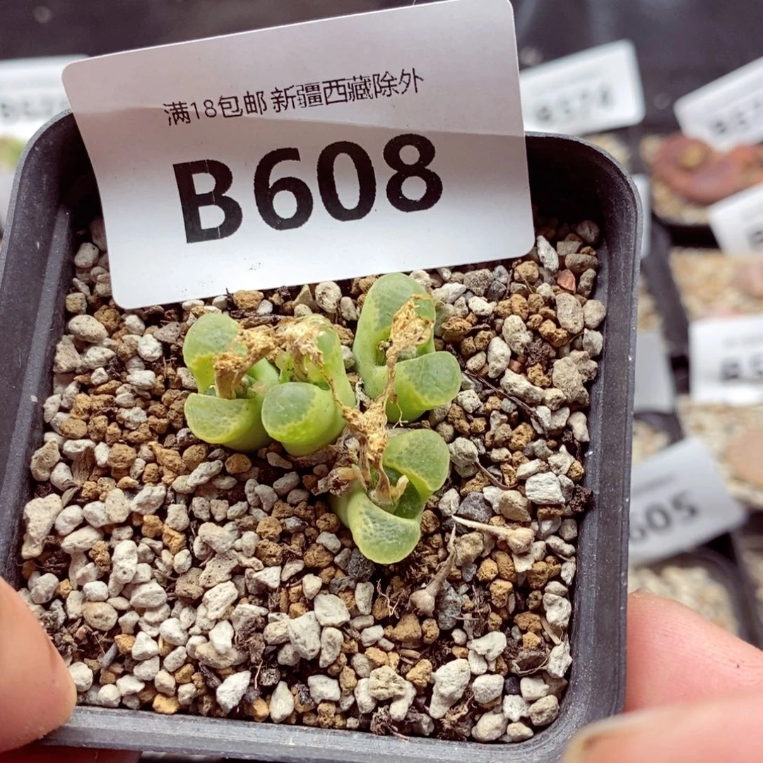 我的小姐姐们都是608