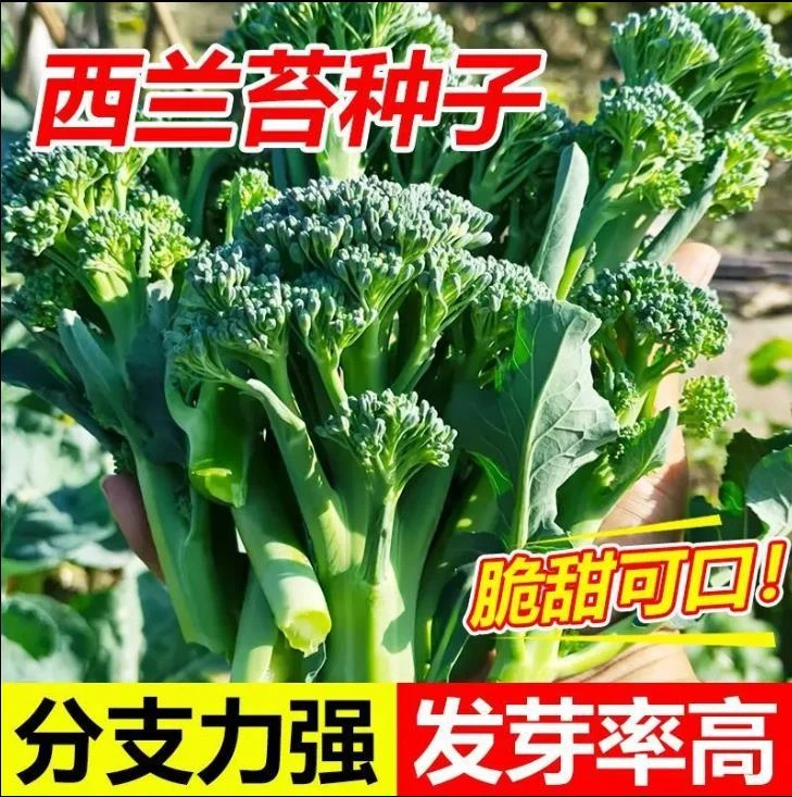 【原厂包装】西兰苔种子绿西兰苔西洋芥兰田园庭院秋种植蔬菜苔种子