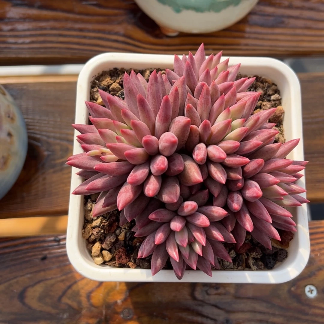 张张精品多肉金鱼姬