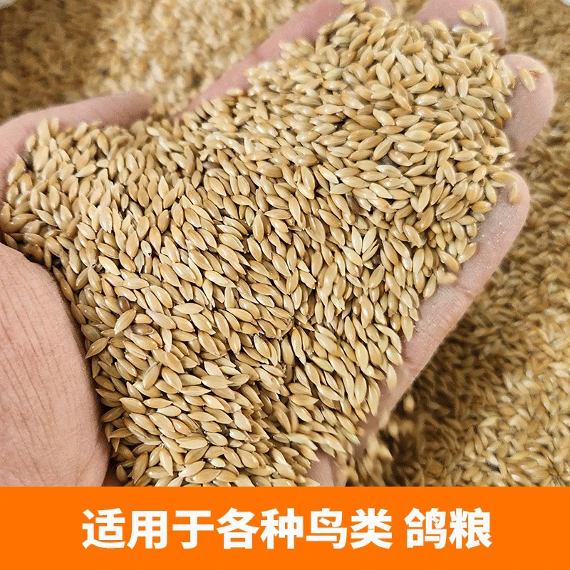 金丝雀籽赛鸽信鸽观赏鸽粮优质饲料1包5斤