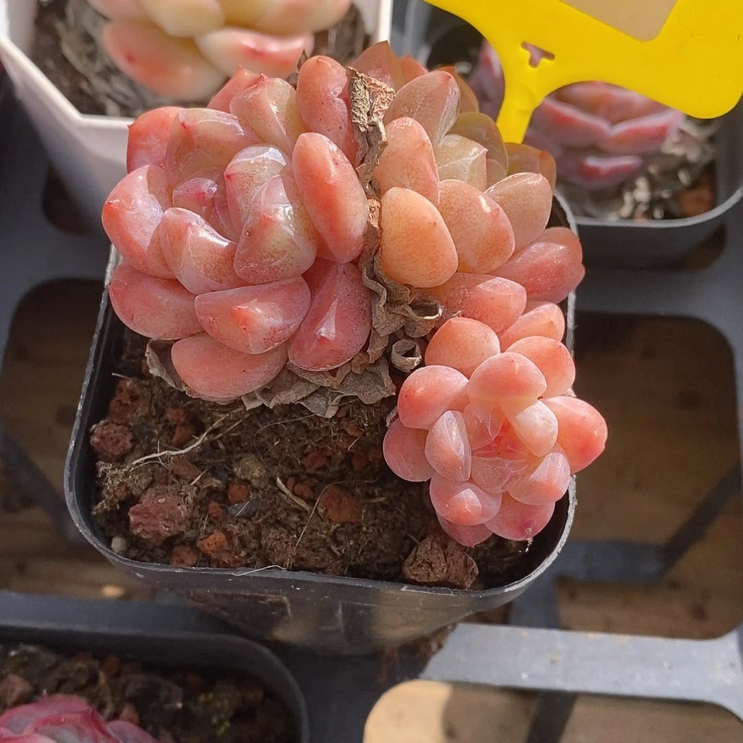 1114059珍妮，多肉植物