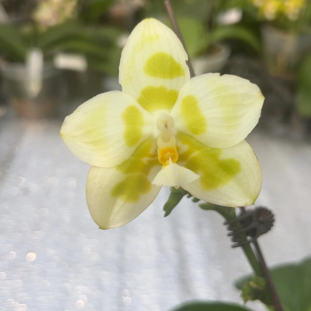 完全开放9130雅风白水仙