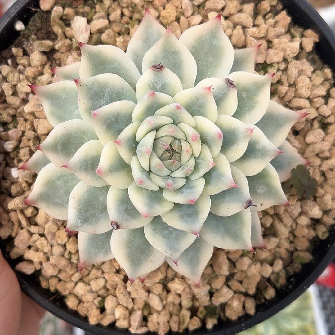 163号吉娃娃锦多肉植物